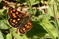 Carterocephalus palaemon - Chequered Skipper