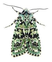 Dichonia aprilina - Merveille du Jour
