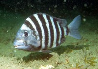 Archosargus probatocephalus, Sheepshead seabream: fisheries, gamefish, aquarium