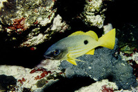 Lutjanus ehrenbergii, Blackspot snapper: fisheries