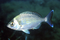 Spondyliosoma cantharus, Black seabream: fisheries, gamefish, aquarium