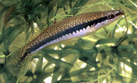 Fundulus olivaceus, Blackspotted topminnow: aquarium