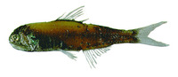 Diaphus garmani, :