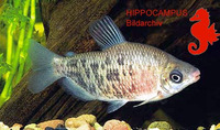 Distichodus altus, :