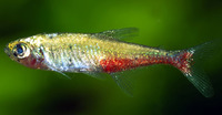 Aphyocharax rathbuni, Redflank bloodfin: