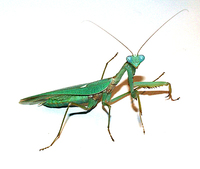 Hierodula patellifera