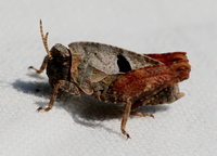 Tetrix bipunctata