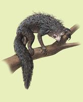 Image of: Daubentonia madagascariensis (aye-aye)