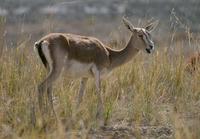 Image of: Gazella subgutturosa (goitered gazelle)