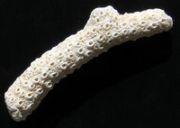 Acropora