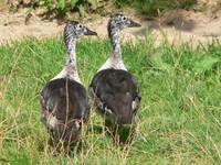 Sarkidiornis melanotos - Comb Duck