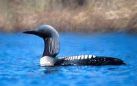 Gavia arctica pacifica - Pacific Loon