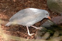 Rhynochetos jubatus - Kagu