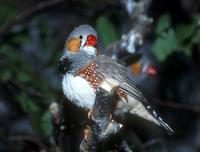 Taeniopygia guttata - Zebra Finch