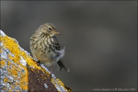 Anthus petrosus - Rock Pipit