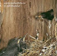 Sturnus vulgaris - European Starling