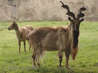 Capra falconeri - Markhor