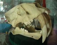 Smilodon fatalis