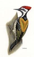 Image of: Dinopium benghalense (black-rumped flameback)