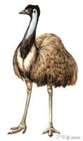 Image of: dromaius novaehollandiae (emu)