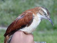 Image of: Furnarius leucopus (pale-legged hornero)