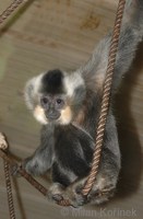 Hylobates gabriellae - Yellow-cheeked Gibbon