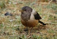 Image of: Turdus kessleri (Kessler's thrush)