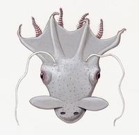 Image of: Vampyroteuthis infernalis (vampire squid)