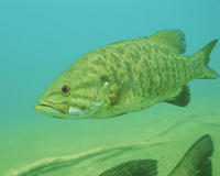 Image of: Micropterus dolomieu (smallmouth bass)