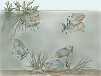 Image of: Pygocentrus, Serrasalmus, Catoprion, Pristobrycon