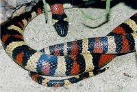 Lampropeltis ruthveni - Ruthven's King Snake