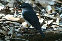 White breasted Robin