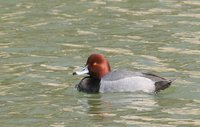 Redhead - Aythya americana