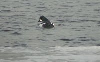 Barrow's Goldeneye - Bucephala islandica