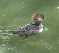 Hooded Merganser - Lophodytes cucullatus