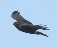 White-rumped Hawk - Buteo leucorrhous