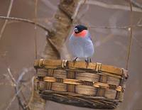 Eurasian Bullfinch (Pyrrhula pyrrhula) photo