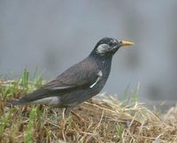 White-cheeked (Gray) Starling (Sturnus cineraceus) photo