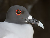 Swallow-tailed Gull (Creagrus furcatus) photo