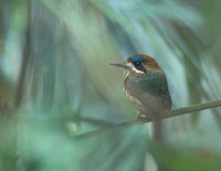 Tody Motmot (Hylomanes momotula) photo