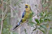 Green Rosella - Platycercus caledonicus