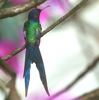 Swallow-tailed Hummingbird - Eupetomena macrourus