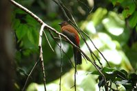 Scarlet-rumped Trogon - Harpactes duvaucelii