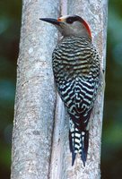 West Indian Woodpecker - Melanerpes superciliaris