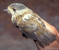 African Broadbill - Smithornis capensis