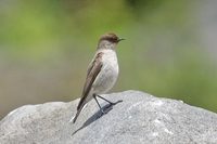 Dark-faced Ground-Tyrant - Muscisaxicola maclovianus