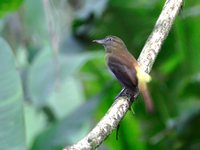 Bright-rumped Attila - Attila spadiceus