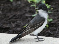 Eastern Kingbird - Tyrannus tyrannus