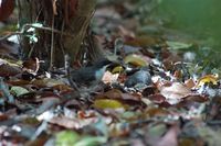 White-breasted Thrasher - Ramphocinclus brachyurus