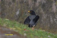 Yellow-legged Thrush - Platycichla flavipes